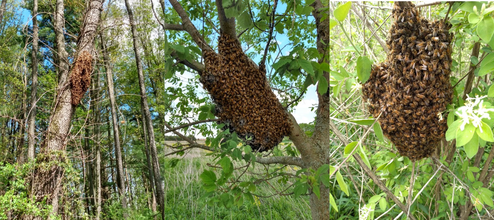 Honey bee swarms in trees.